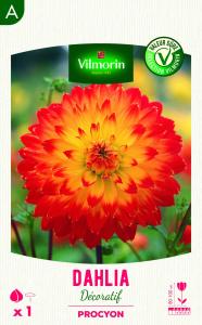 Dahlia Décoratif Procyon 